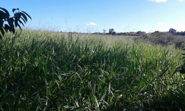 Fazenda para venda em nova viçosa, distrito de argolo - Foto 10