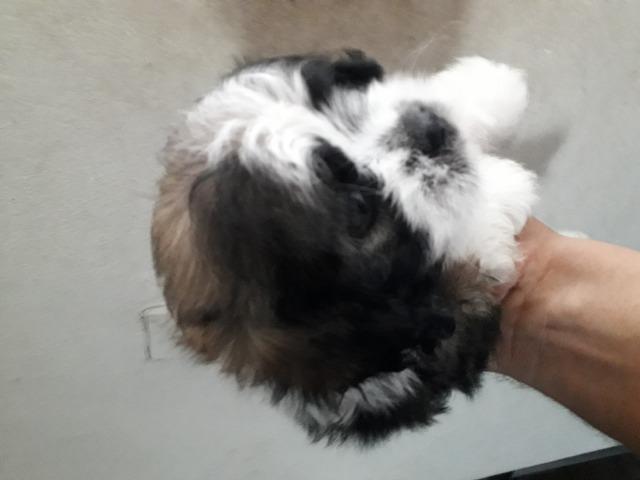 Cachorra - Foto 2