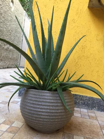 Babosa aloe vera (autêntica) - Foto 3