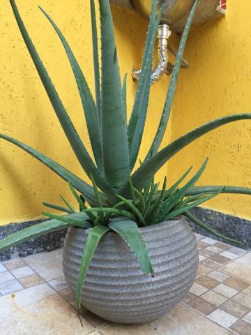 Babosa aloe vera (autêntica)