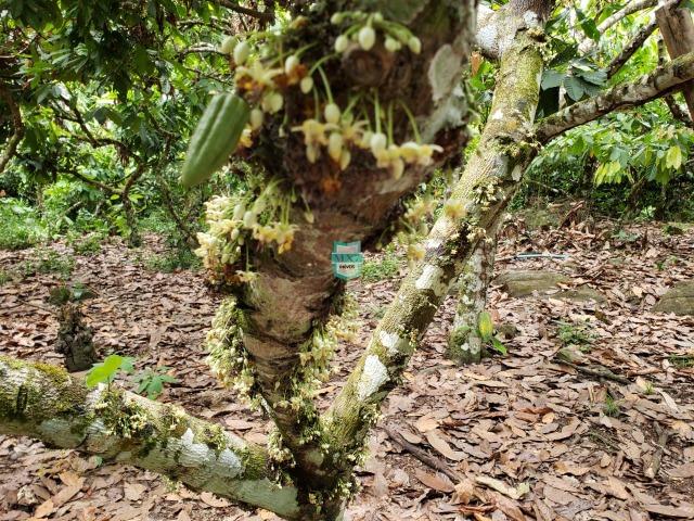 Ubaitaba. Fazenda produtiva de 139 Hectares a beira do asfalto. - Foto 18