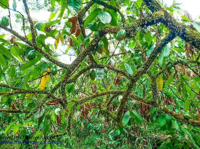 Fazenda mista de cacau e gado. Área de 203 Hectares - Foto 17