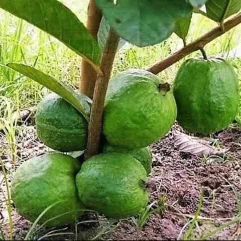 Sementes de goiaba tailandesa gigante e outras