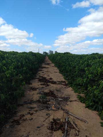 Fazenda de café ES - Foto 2