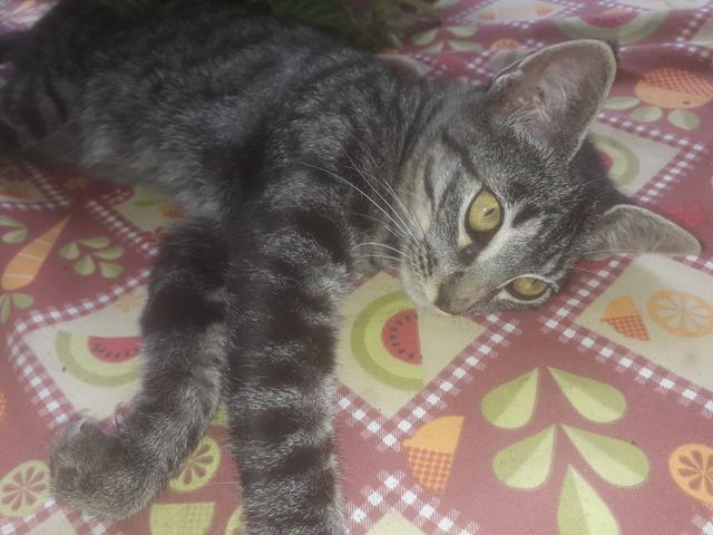 Gatinho - Foto 2