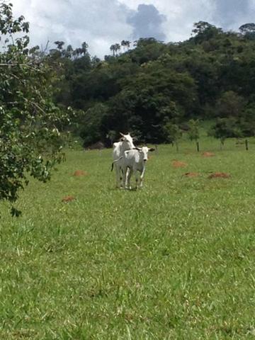 Fazenda 15 alqueires município goianira - Foto 5