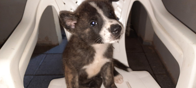 Animais de estimação - Foto 4