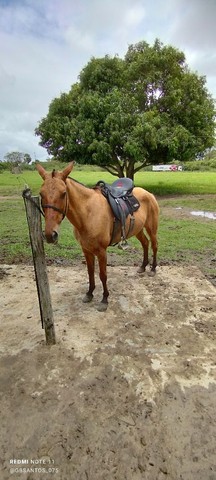 ÉGUA MANGOLINA 