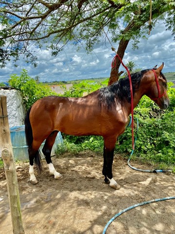 Cavalo Mangalarga Marchador