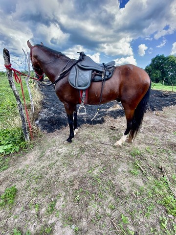 Cavalo Mangalarga Marchador