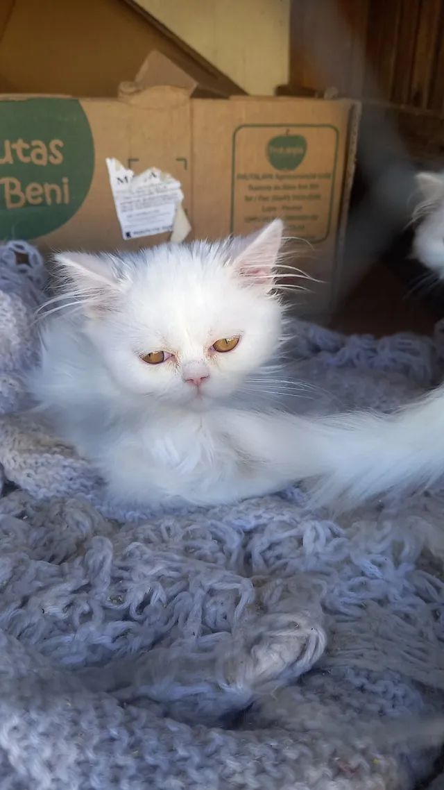 Lindo gatinho persa macho com 3 meses