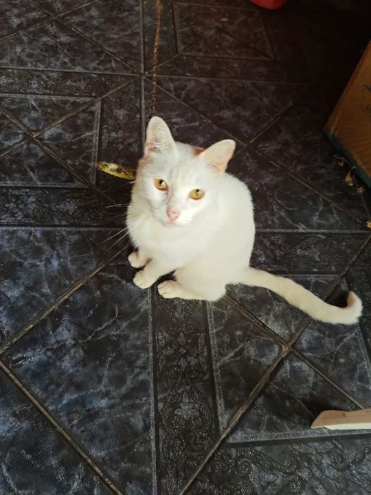 Gata lindo para adoção