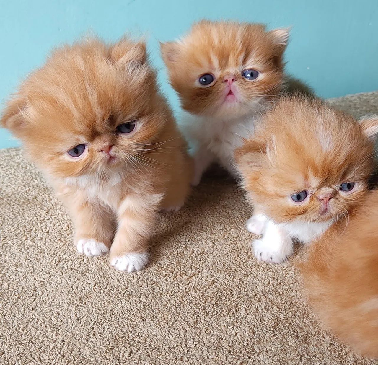 Persas a pronta entrega  - Foto 2