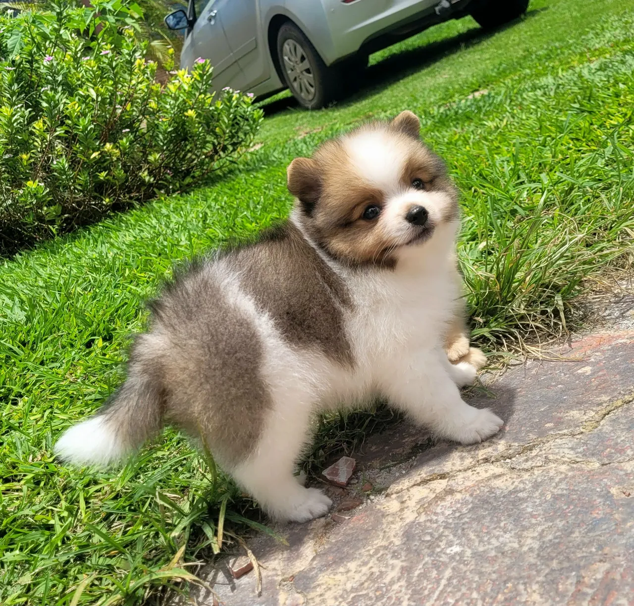 Filhote de Spitz Alemão macho com pedigree CBKC