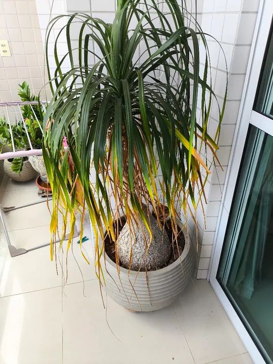 Planta Pata de Elefante com jarro Leroy Merlin