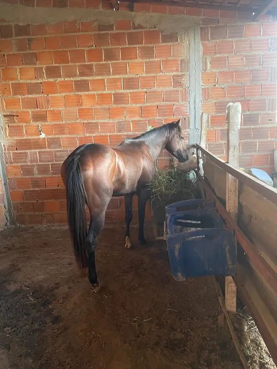 Cavalo Quarto de Milha com Paint Horse para venda - Foto 2