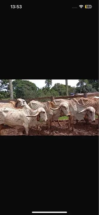 17 Vacas gir a venda  - Foto 2