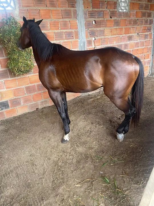 Cavalo Quarto de Milha com Paint Horse para venda
