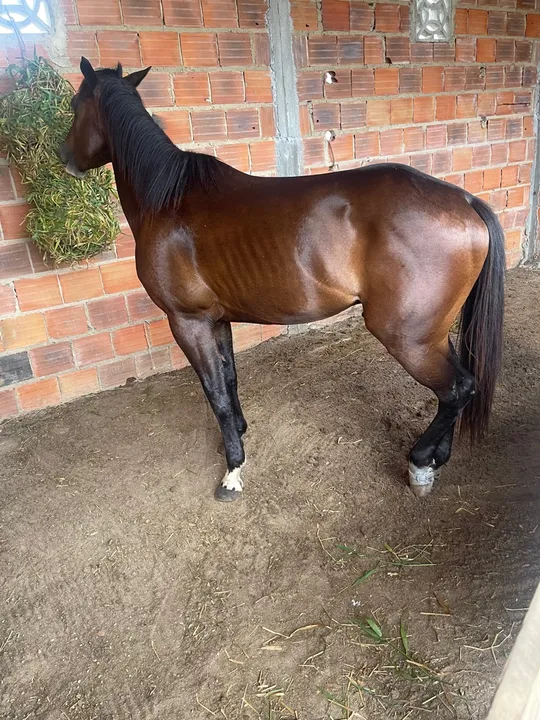 Cavalo Quarto de Milha com Paint Horse para venda
