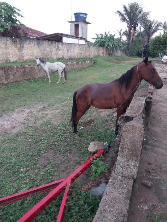 Casal de Cavalos  - Foto 4