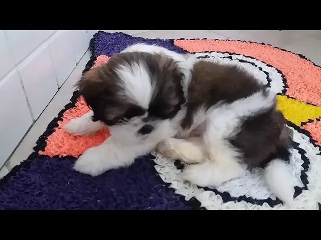 Shih Tzu: Amoroso