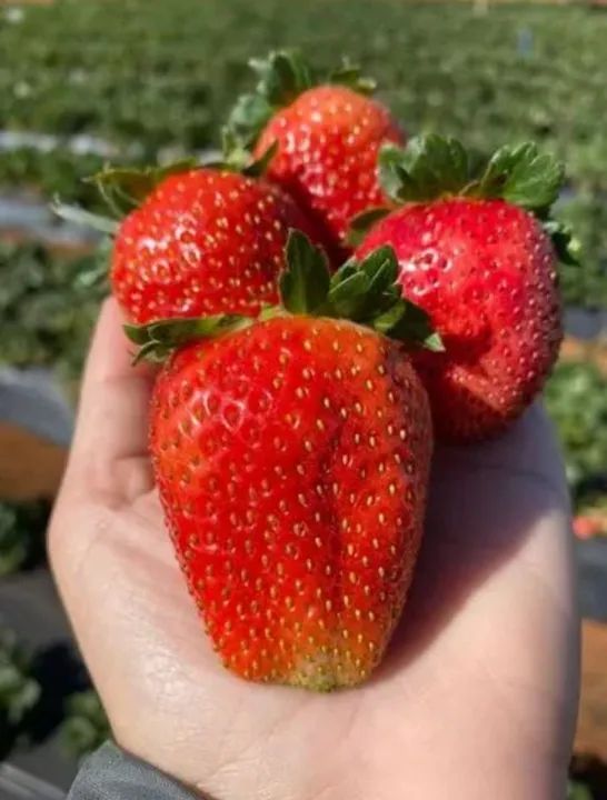 Excelente chácara 3,24 hect. c/ estrutura e formada para plantação! Direto c/ proprietário - Foto 14