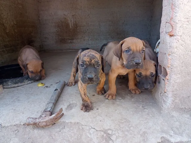 Filhote de cachorro fila brasileiro puro sangue - Cachorros e acessórios -  Vila Propício 1284670355