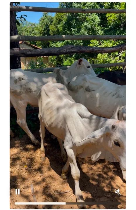 Bezerros nelores e nelorados.