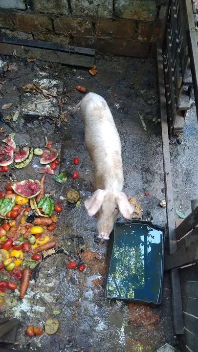 Porco  para venda - Foto 4