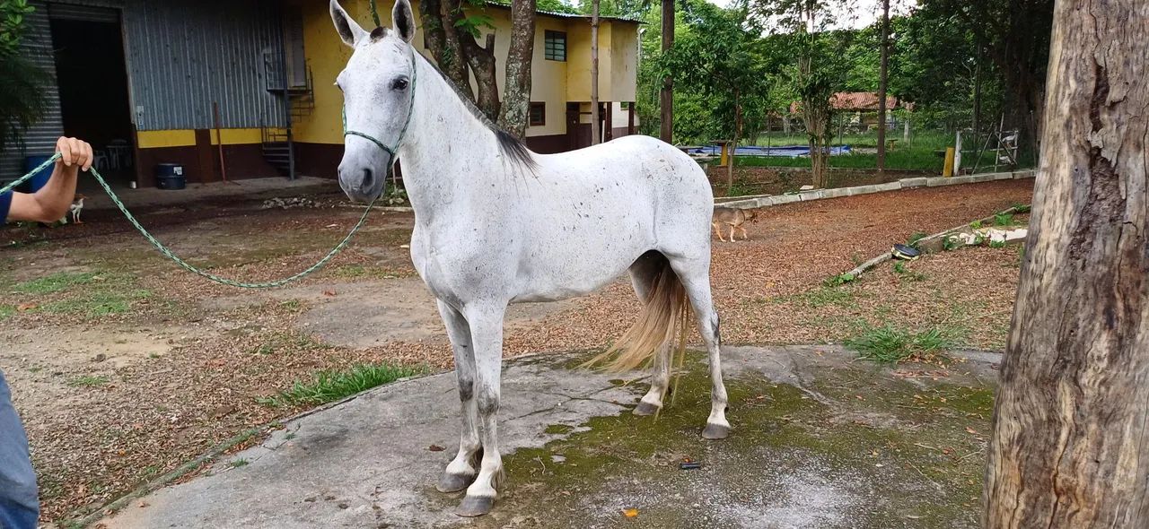 Capri Capim Real, Matriz, MM, registro definitivo, pronto para reprodução.