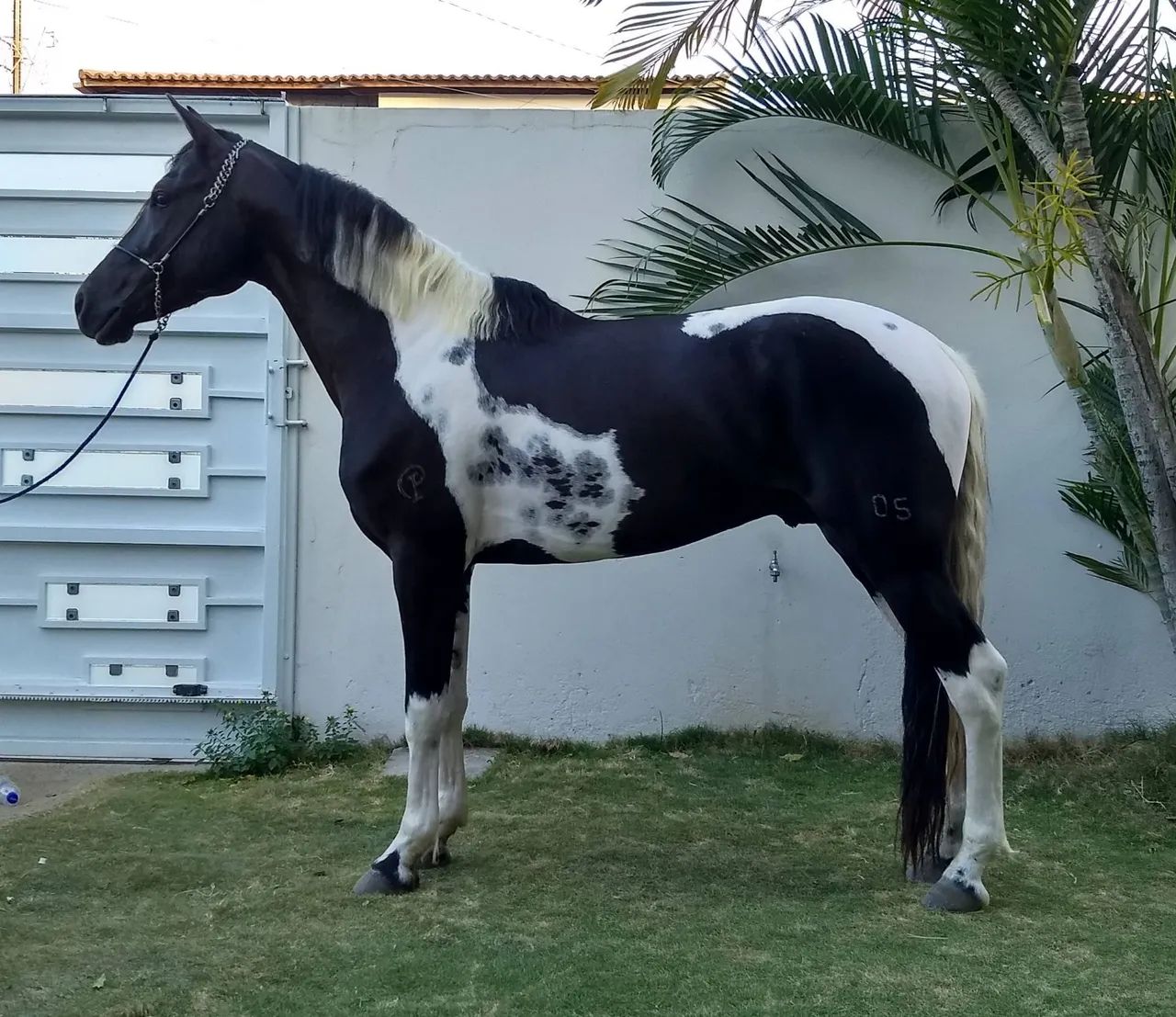 Cavalo Pampa de Preto (Homozigoto) - Foto 3