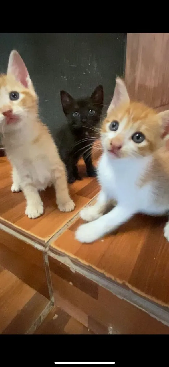 Gatinhos fofos para adoção
