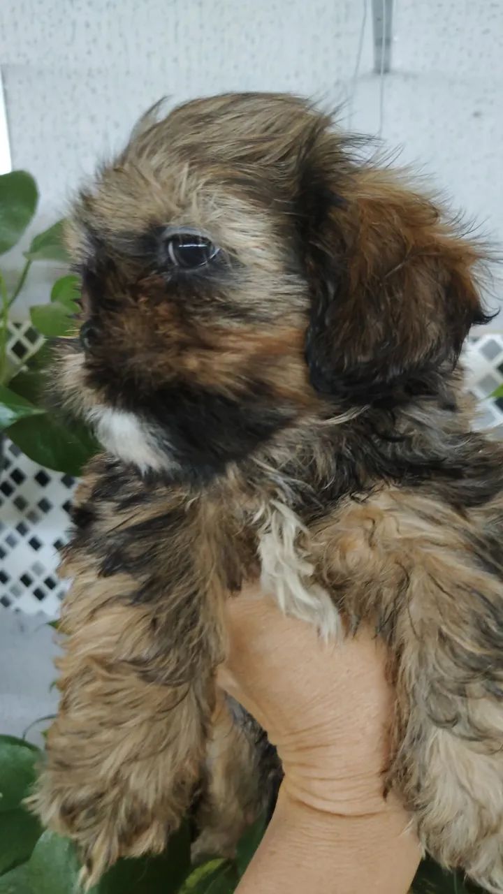 Vendo um lindo filhotinho de Shitzu  - Foto 3