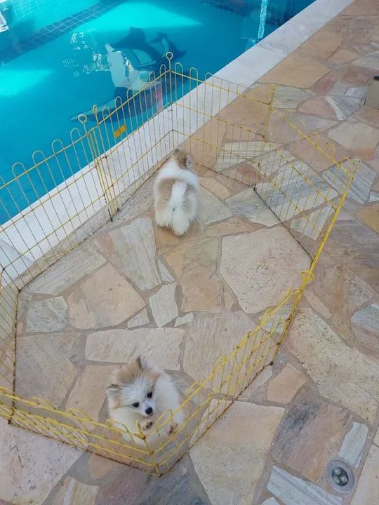 Filhote de Spitz Alemão - Foto 3