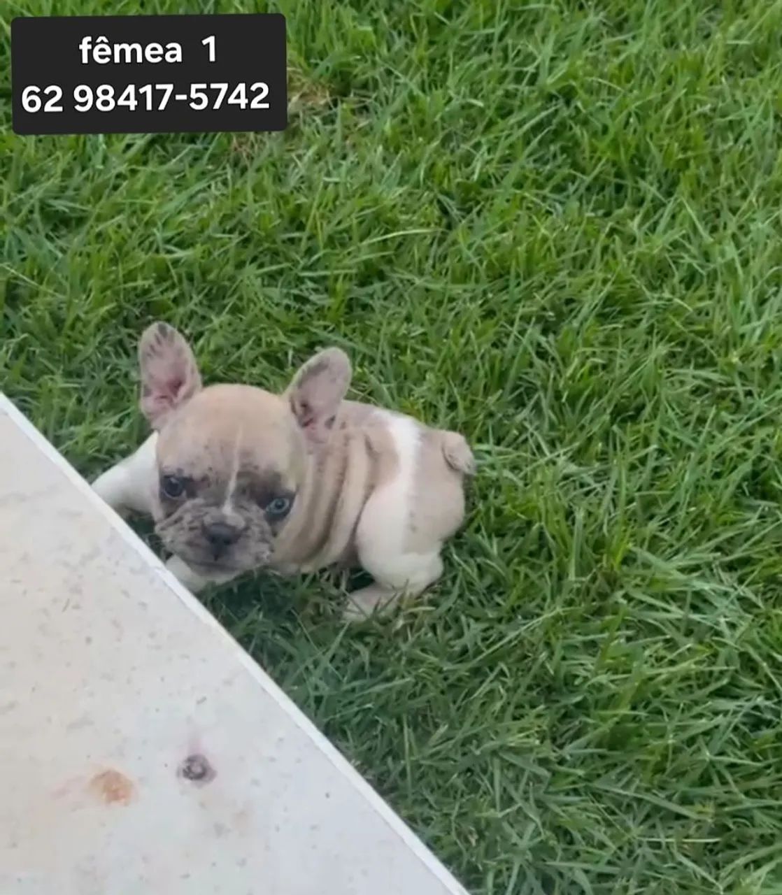 Bulldog Francês e Inglês, Monta e Filhotes  - Foto 2