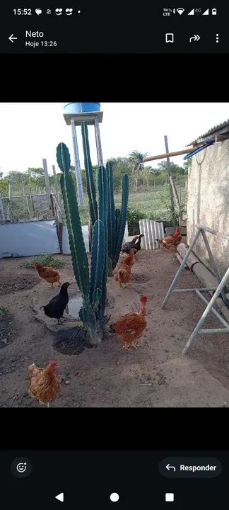 Galinha caipira  - Foto 4