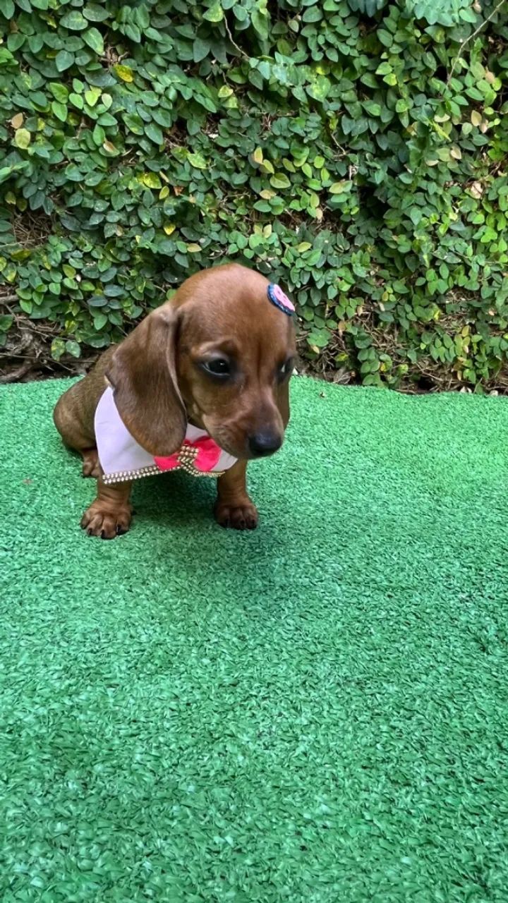 Filhote de Teckel Kaninchen - Foto 5