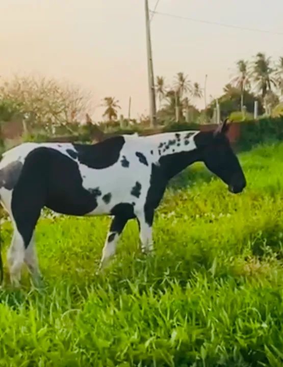 Égua campolina homozigota com registro  - Foto 2