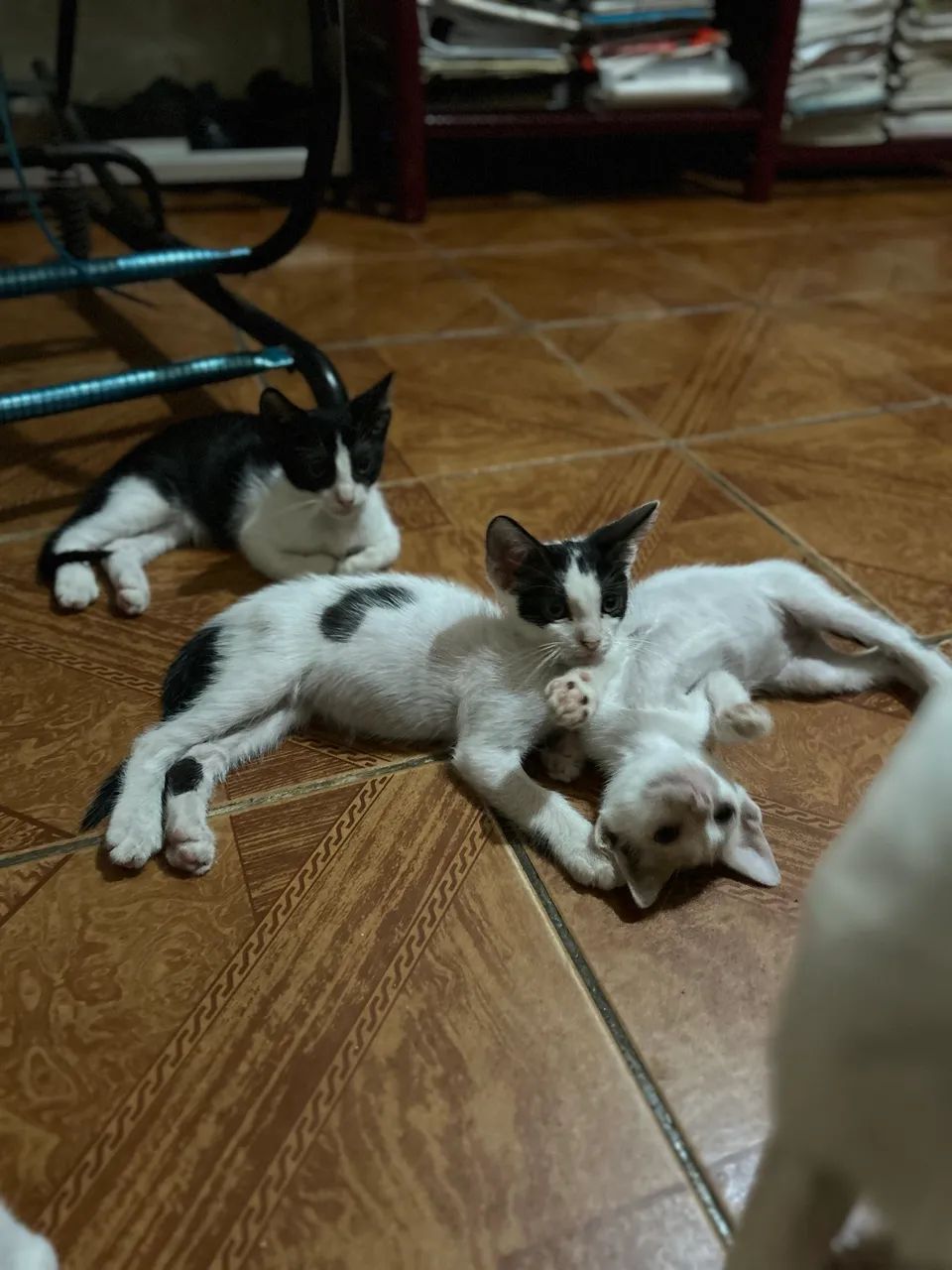 Gatinhos para doação  - Foto 4