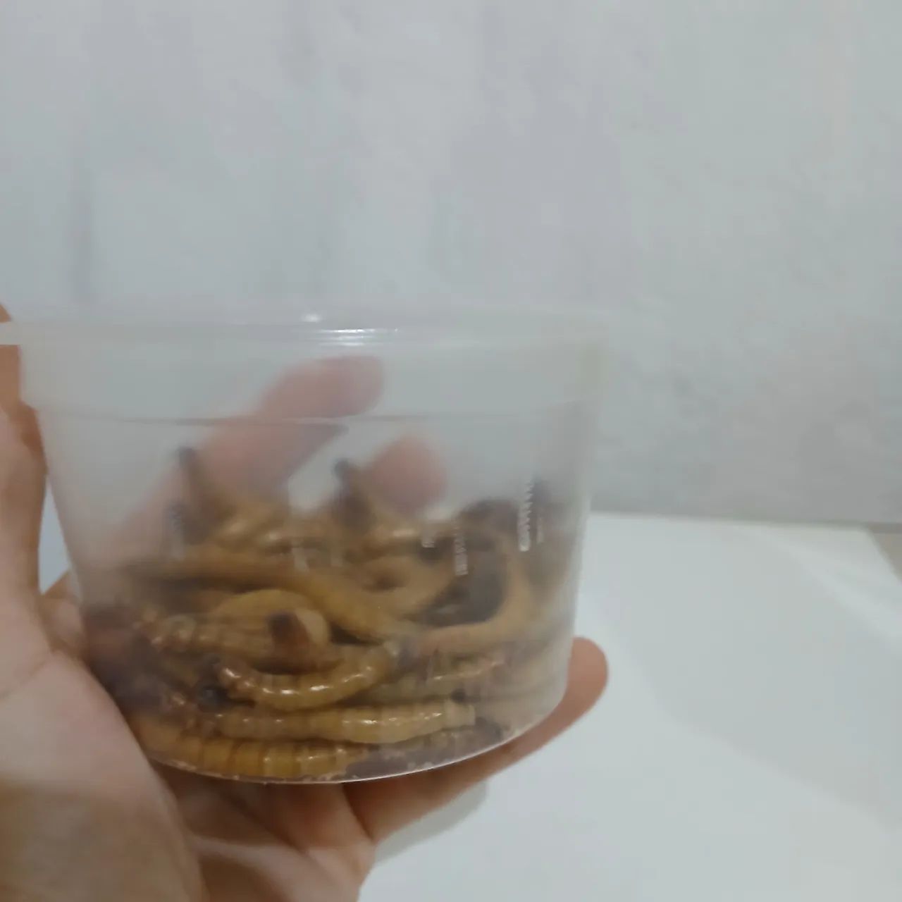 Tenébrio Gigante  - Foto 3