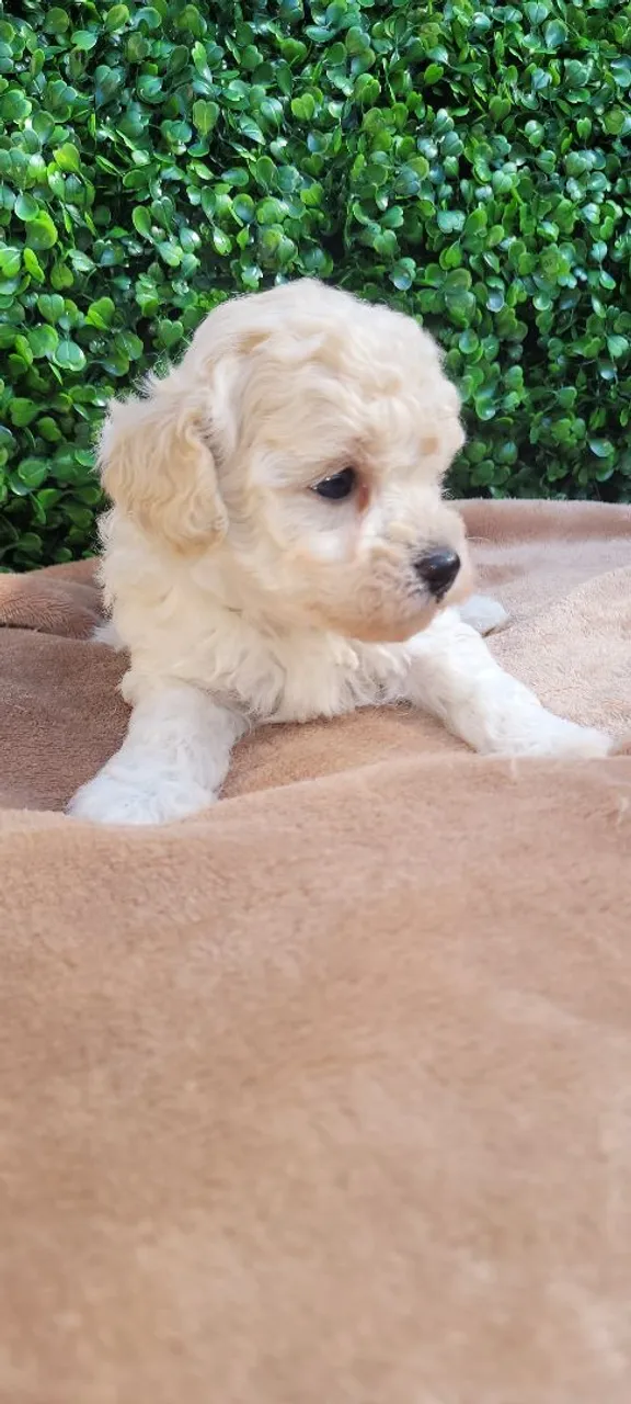Filhote de Poodle machos branco