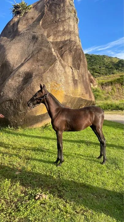 Potra Mangalarga marchador - Foto 3