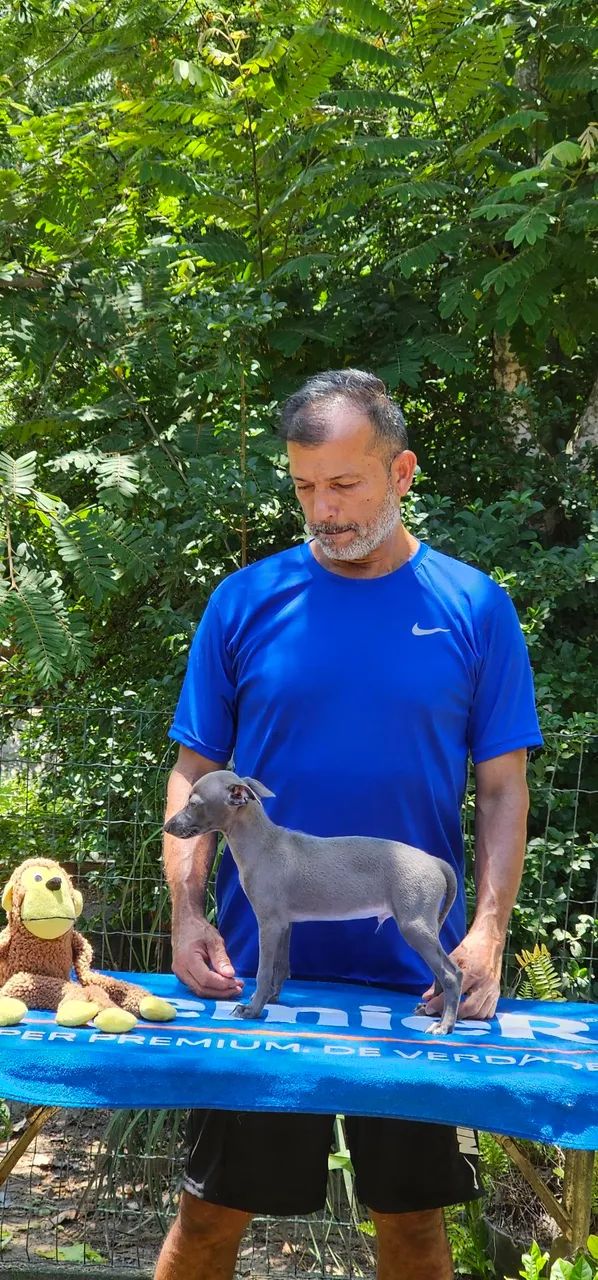 Galgo Italiano Menorzinho Cinza - Foto 4