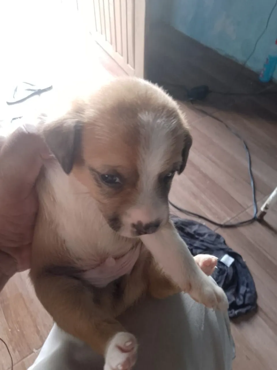 Filhote de cachorro fofo