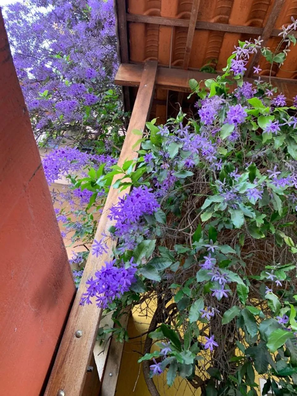 Oportunidade vendo bairro santana sao paulo