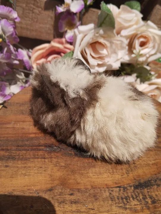 Lindos porquinhos da índia merino - Foto 5