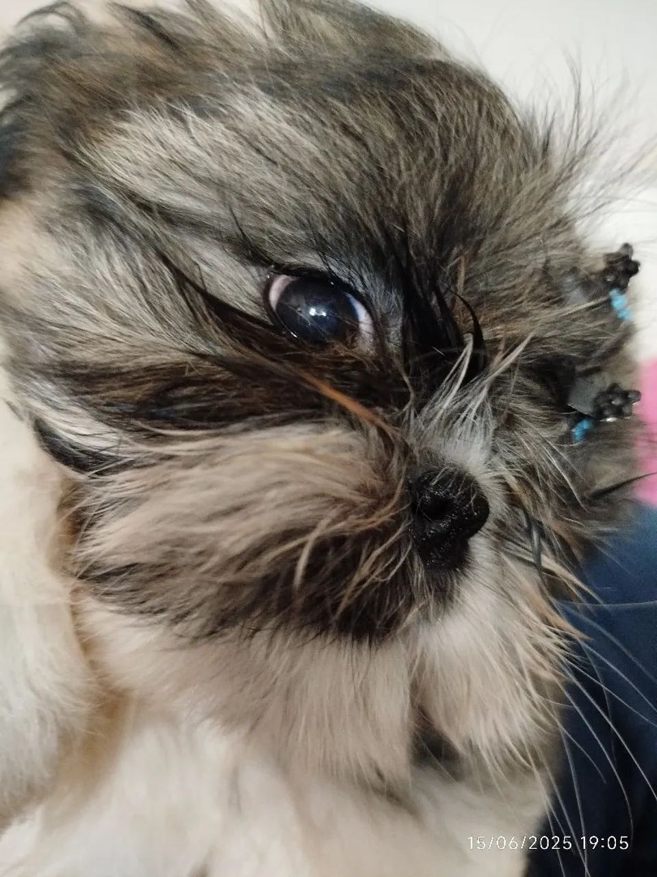 Filhote Shih Tzu Macho - Pelagem Exuberante e Charmoso! - Foto 3