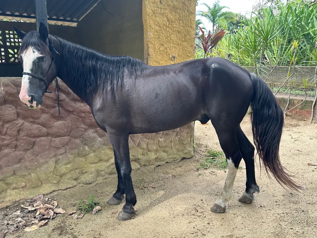 Cavalo Preto