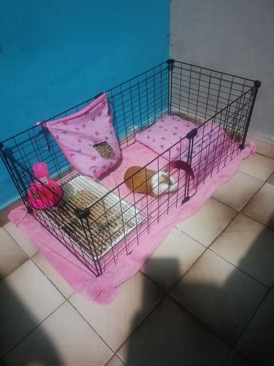 Porquinha da india - Foto 3