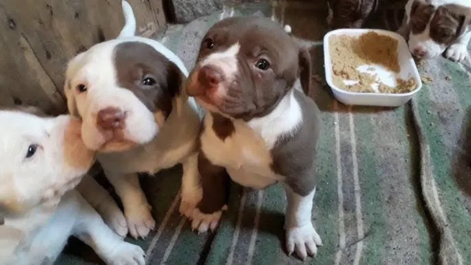 Pitbull